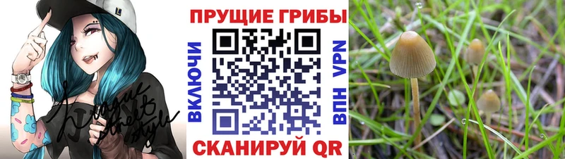 Купить  Черепаново  Галлюциногенные грибы Cubensis 